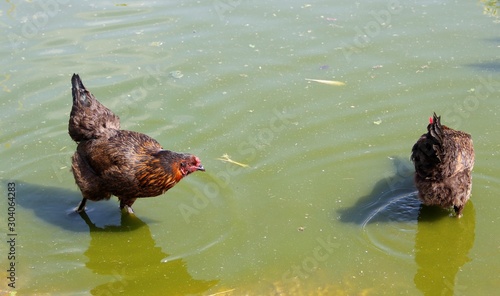 chicken
