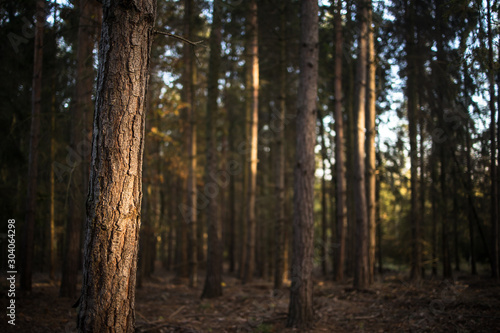 Lovely late summer forest landscape with warm evening sunlight backlighting the trees