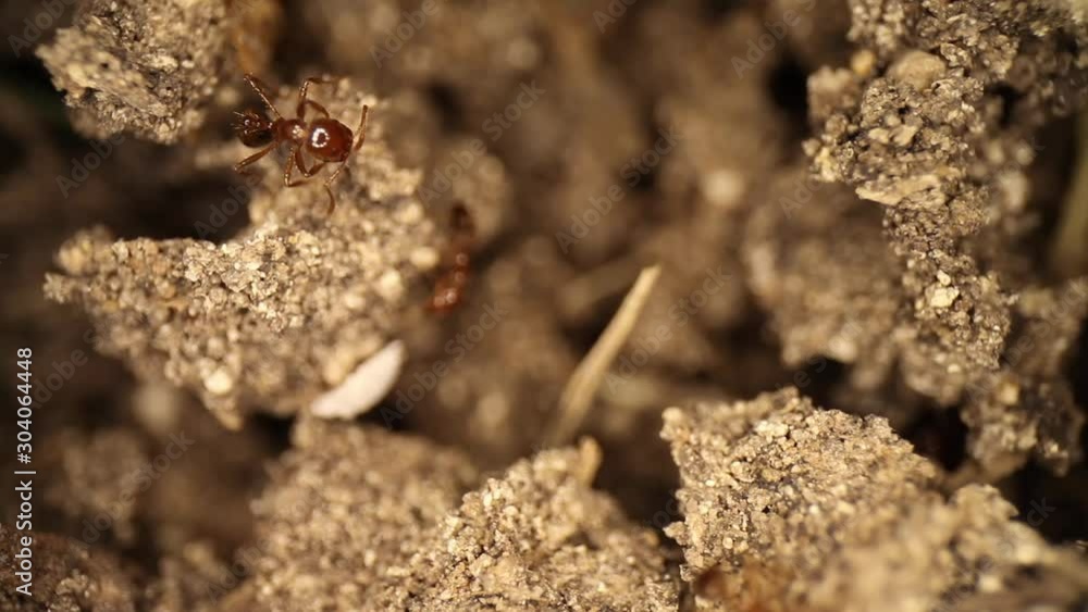 disturbed fire ant mound - panning towards a large fire ant that is trying to move a shelled white bug that is undeterred from the ants efforts. White bug moves away and other ants to to move it. disturbed fire ant mound - panning towards a large fire ant that is trying to move a shelled white bug that is undeterred from the ants efforts. White bug moves away and other ants to to move it.