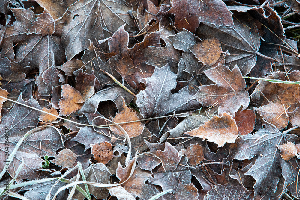 Fototapeta premium Frost on the forest undergrowth