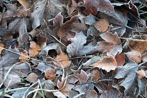 Frost on the forest undergrowth