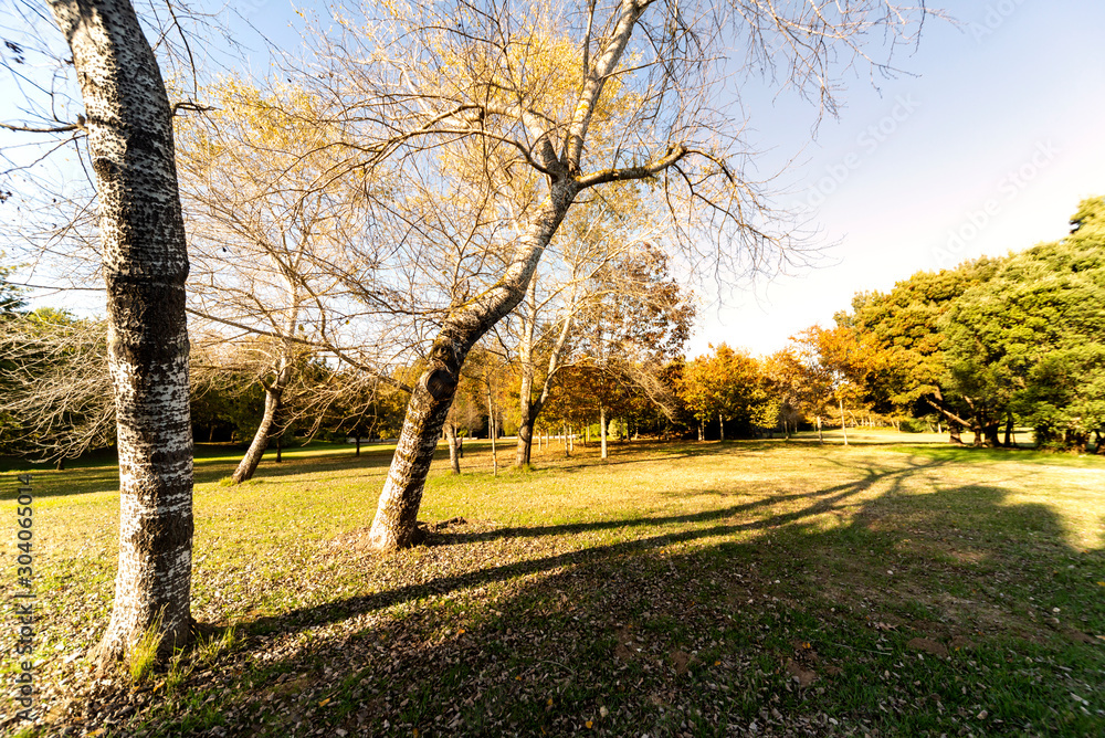 Fototapeta premium morning in the city park