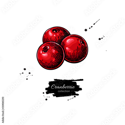 Cranberry vector drawing. Isolated berry heap sketch on white background.
