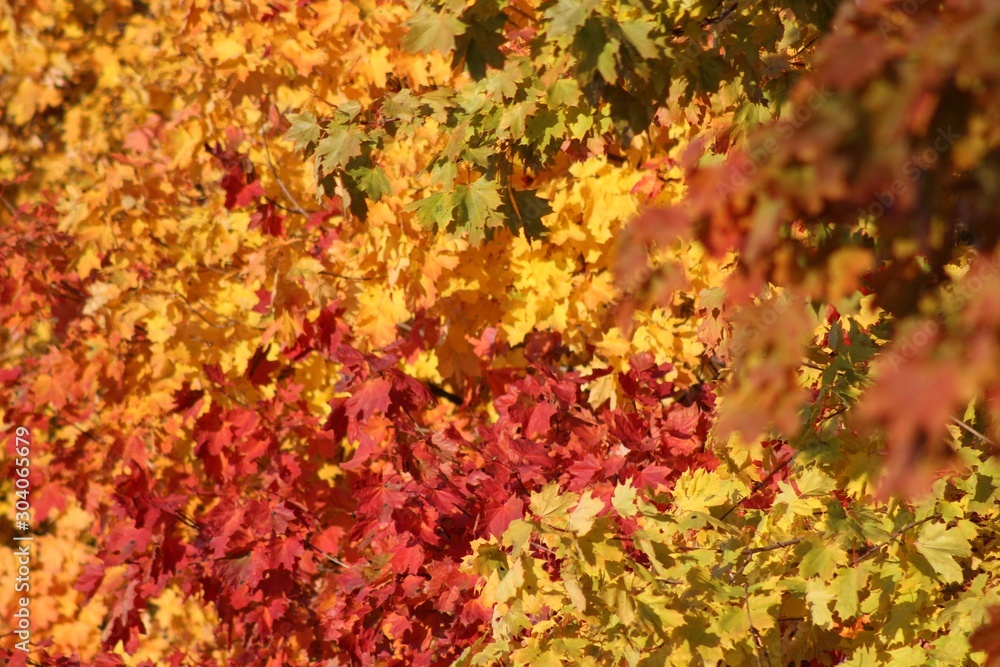 colorful autumn maple leaves in Tambov region