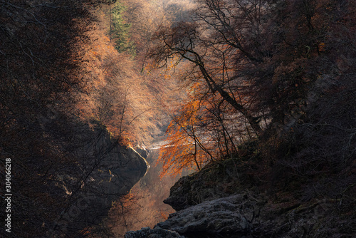 Trees on the banks of River Garry