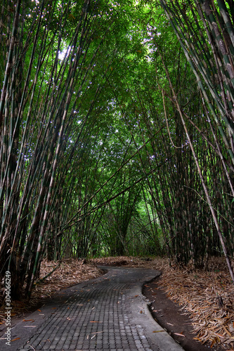 The Bamboo forest close to Penglipuran village