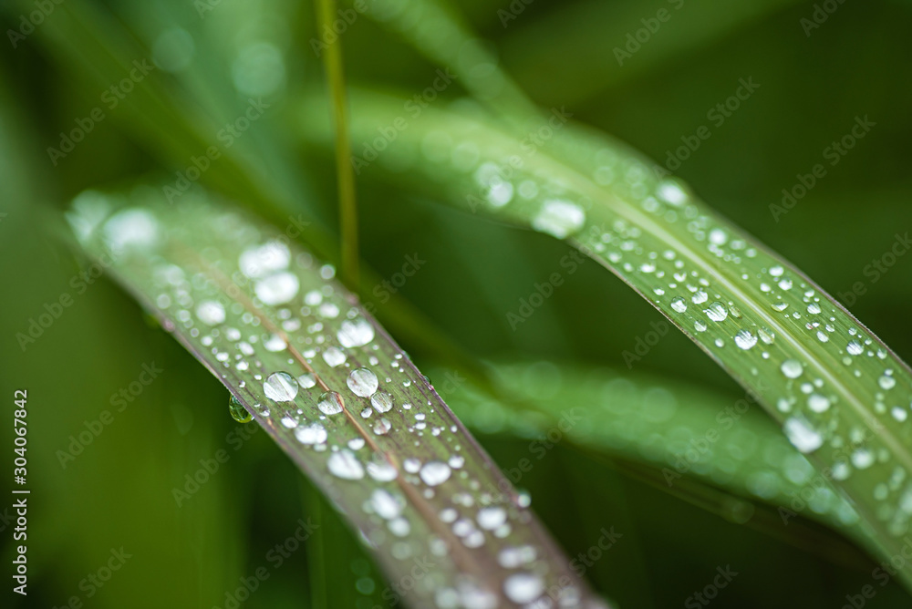 rain drops on the grass rain drops on the grass