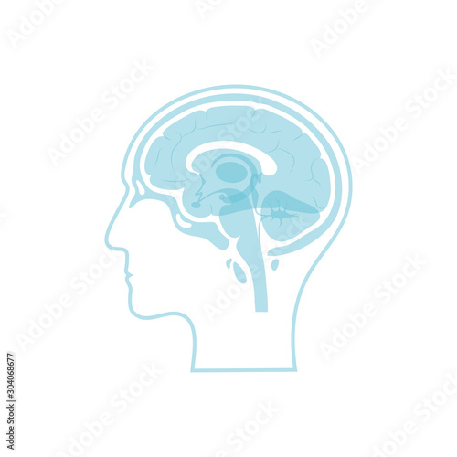 Vector illustration of Corpus callosum