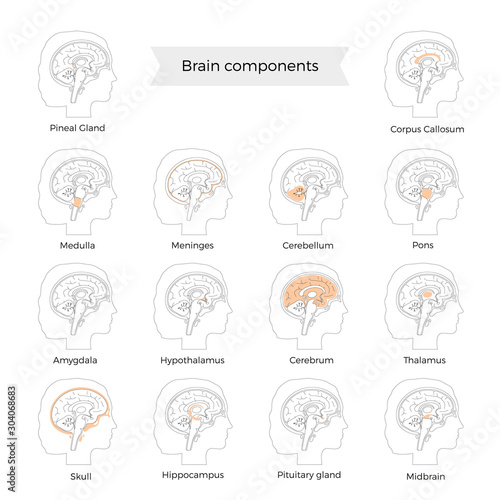 Set of vector illustration of brain components  photo