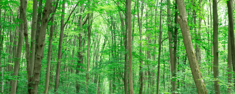 Forest trees. nature green wood sunlight backgrounds