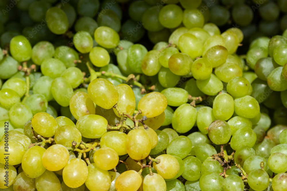 Yellow ripe grapes close-up. Fresh grapes. Bunches of grape berries. Yellow ripe grapes close-up. Fresh grapes. Bunches of grape berries.