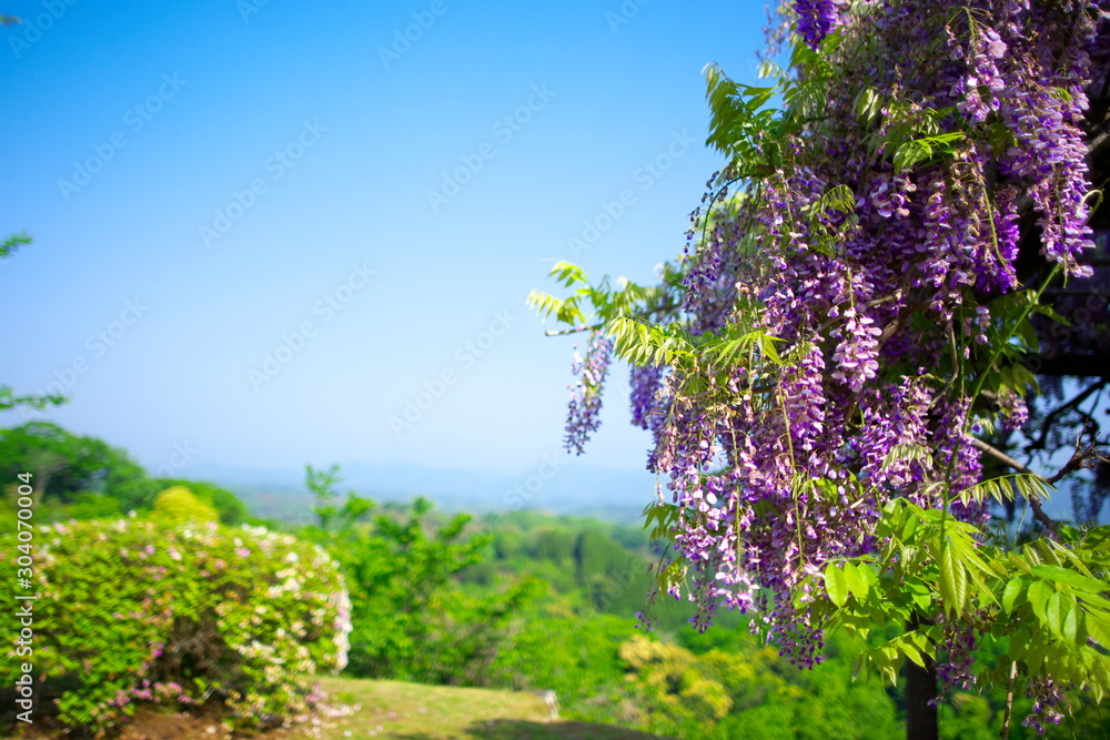 Obraz premium 大分県竹田市、岡城跡に咲く藤の花。新緑の山々と青空を背景にした初夏の風景。