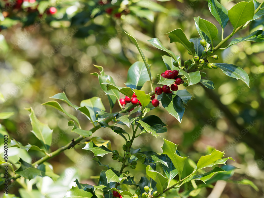 Ilex aquifolium or holly also Christmas holly for its decorative aspect, foliage with red berries