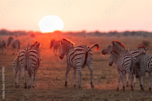 Zebra at Sunrise2