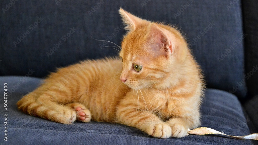 Cute, little ginger red baby cat. Close-up of a fluffy redhead kitten lying on a gray sofa. Panoramic shot Cute, little ginger red baby cat. Close-up of a fluffy redhead kitten lying on a gray sofa. Panoramic shot