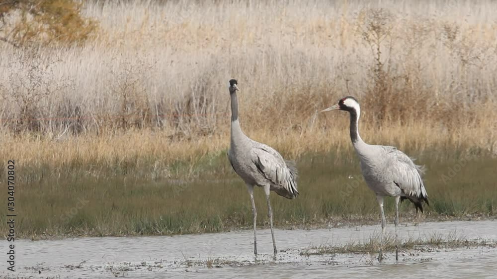 Common crane, Grus grus, birds Common crane, Grus grus, birds
