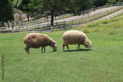 Sheeps eating grass in Rokko Mountain in Kobe