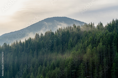 Green trees in the mountain woods surrounded by mist and clouds