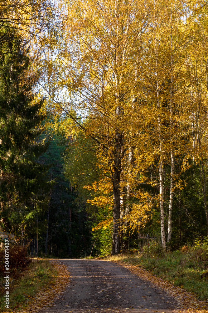 Gravel road leading into a forest with yellow birch trees and pine trees during autumn inside a Swedish forest. 
