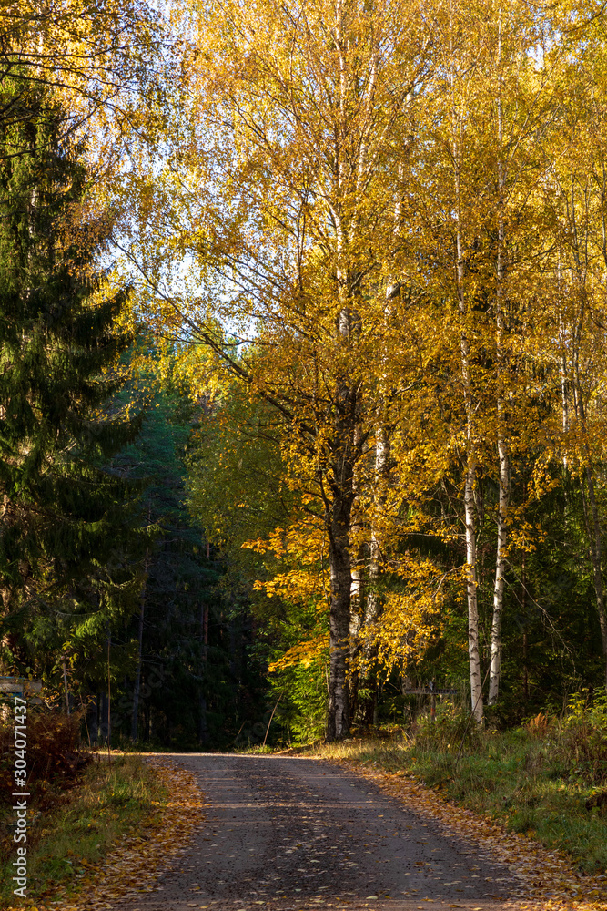 Fototapeta premium Gravel road leading into a forest with yellow birch trees and pine trees during autumn inside a Swedish forest. 