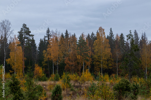 Autumn forest in Sweden during daytime with a cloudy sky. 
