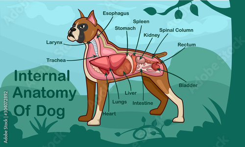 Anatomy Of Dog Cartoon Design Vector Illustration