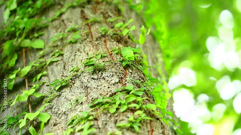 a parasitic vine wrapped around a tree To rely on water and sunlight for living, The concept of life depends on each other a parasitic vine wrapped around a tree To rely on water and sunlight for living, The concept of life depends on each other