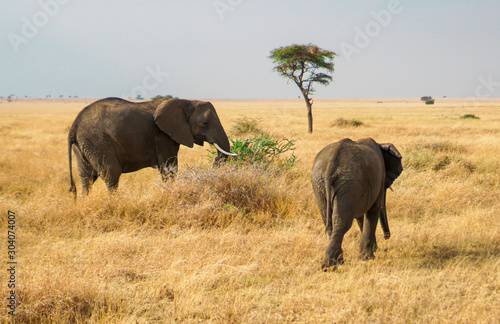 Many African elephants in the savannah are searching for food.