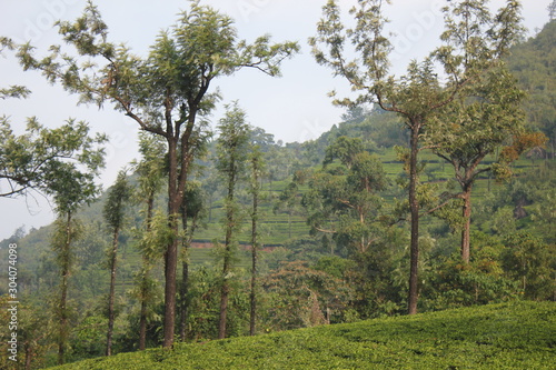 Beautiful tea plantations in the western ghats of South India. Ooty countryside  Tamil Nadu  India