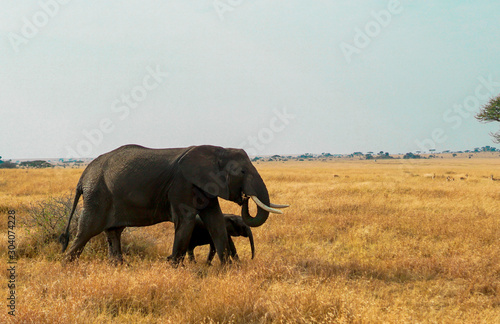 Many African elephants in the savannah are searching for food.