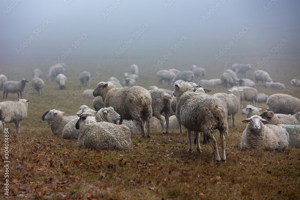 Schafherde im Nebel auf der Weide im Wald von Jonsdorf in Sachsen