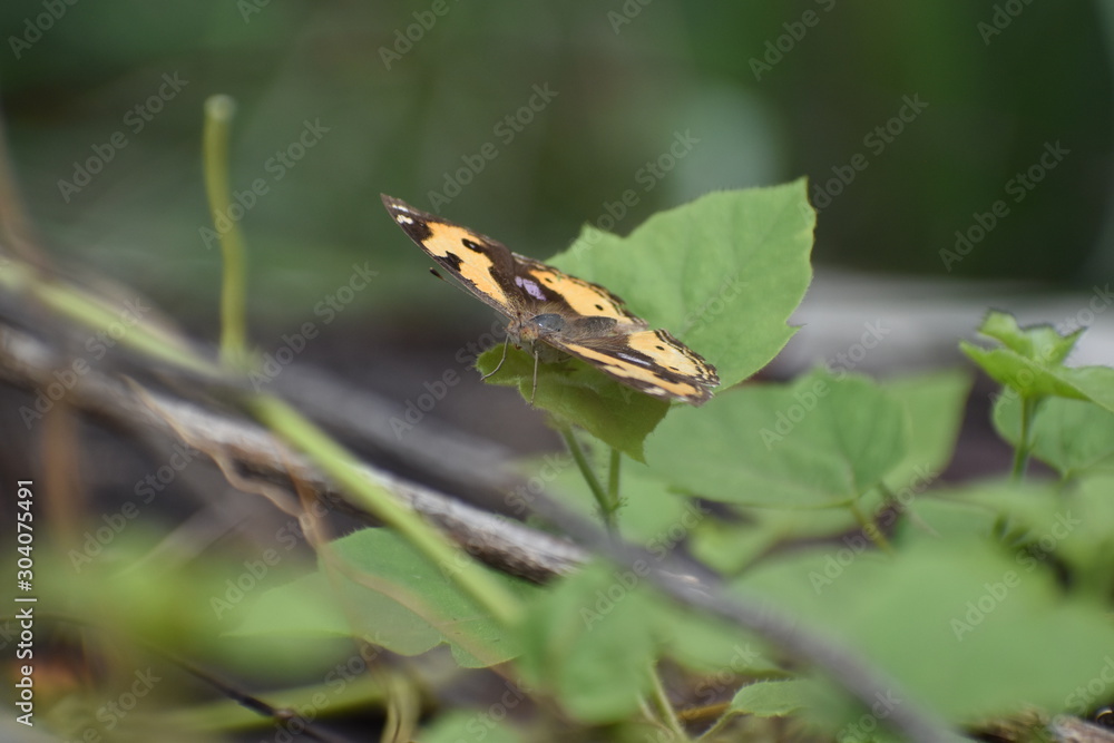 Butterfly on green grass Butterfly on green grass