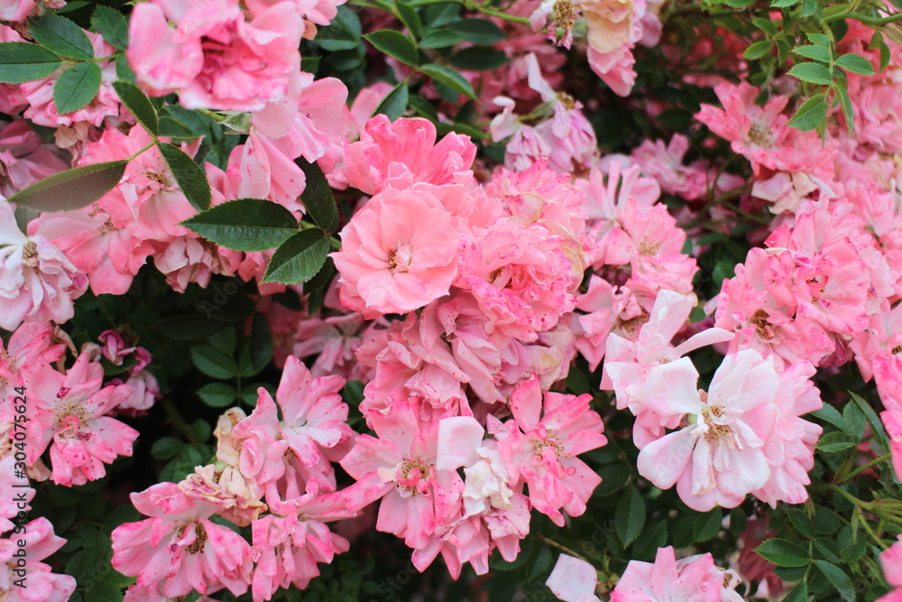 Pink flowers in rose garden in Kyoto Pink flowers in rose garden in Kyoto