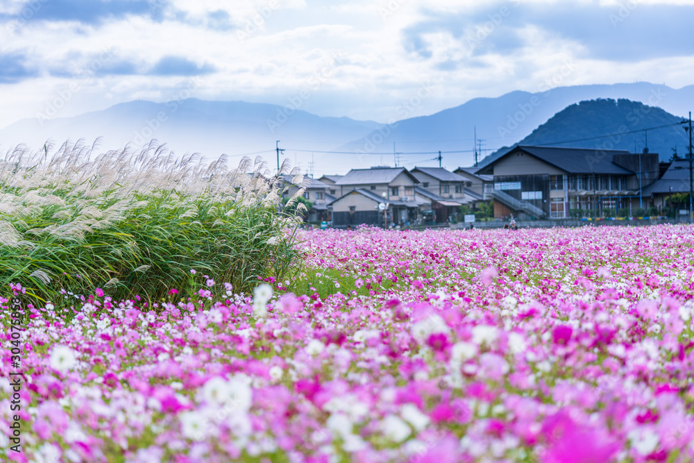 藤原京跡に咲くコスモス(秋桜)の花 藤原京跡に咲くコスモス(秋桜)の花
