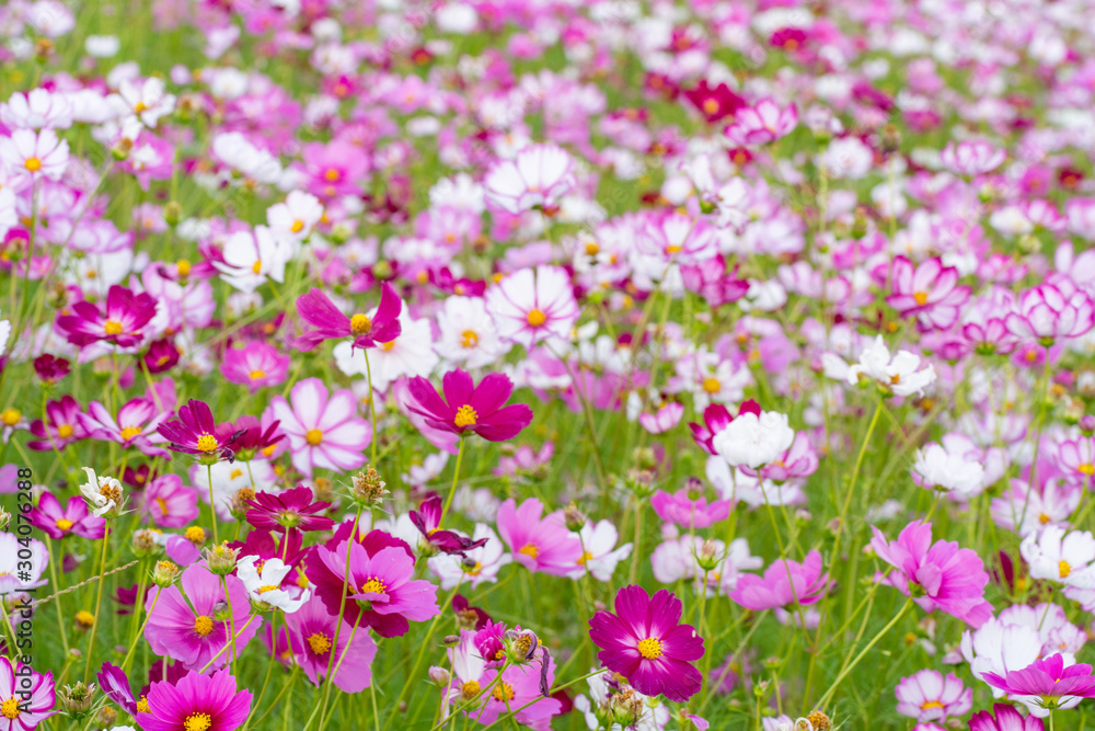 藤原京跡に咲くコスモス（秋桜）の花