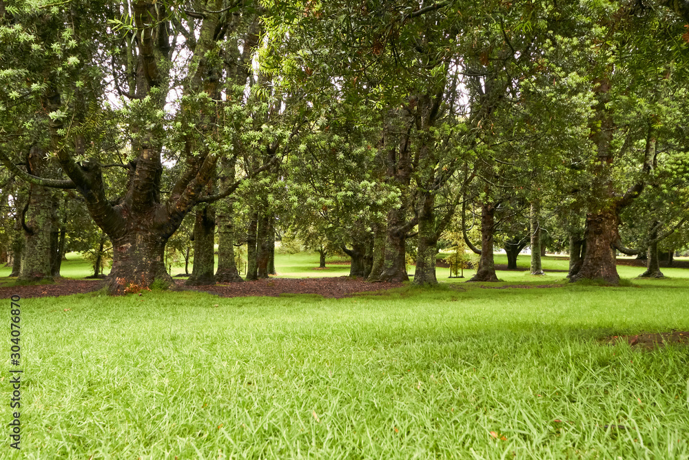 Mt Albert park in Auckland, New Zealand Mt Albert park in Auckland, New Zealand