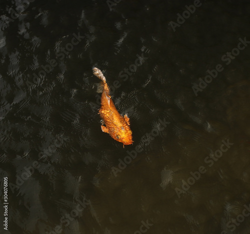 A golden koi fish swimming in a public pond in Tel Aviv.