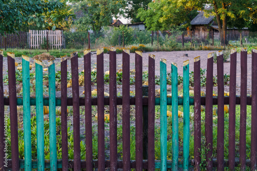 Multi-colored pumpkins grow on a garden behind a fence in the village. Multi-colored pumpkins grow on a garden behind a fence in the village.