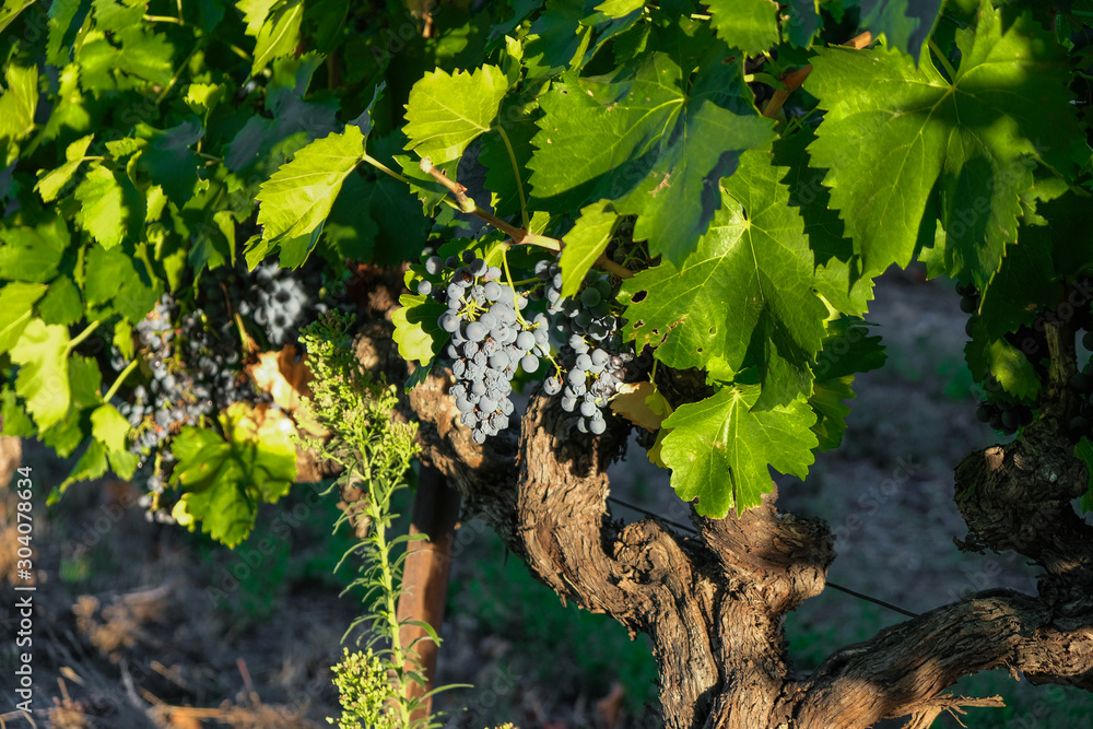 A vine with clusters of blue grapes in the sunlight. Sunset on a vineyard in Provence.