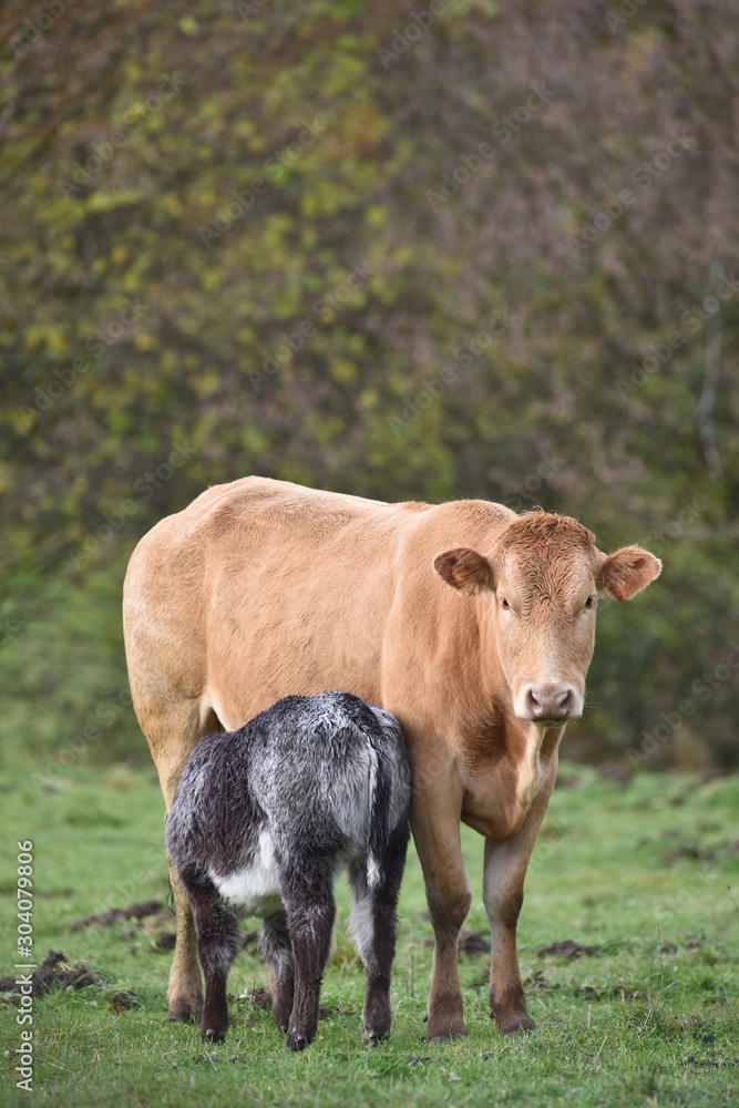 vache lait agriculture foret bois automne vache lait agriculture foret bois automne