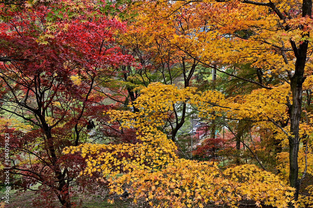 Obraz premium 最上山公園（もみじ山）の紅葉