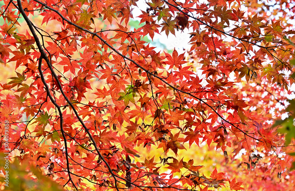 最上山公園(もみじ山)の紅葉 最上山公園(もみじ山)の紅葉