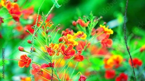 Dwarf poinciana, Flower fence, Peacock crest, Pride of Barbados Paradise Flower moving in the garden