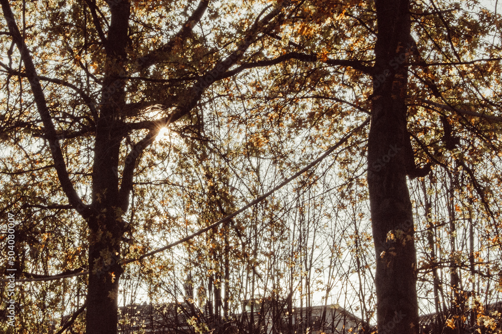 Obraz premium autumn colors