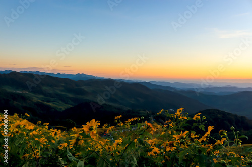 Tung Bua Tong, yellow Mexican sunflower field on mountain hill with orange sunset sky, beautiful and famous tourist attractive landscape on November of Doi Mae U Kho, Khun Yuam, Mae Hong Son, Thailand