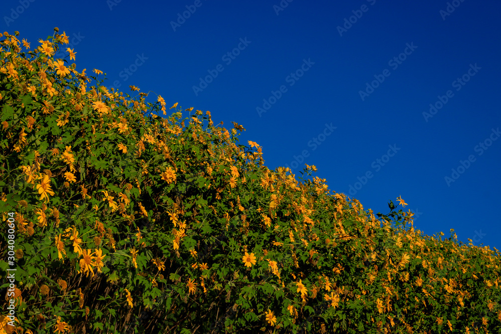 Tung Bua Tong, yellow Mexican sunflower field on mountain hill with blue sky, beautiful and famous tourist attractive landscape on November of Doi Mae U Kho, Khun Yuam, Mae Hong Son, Thailand