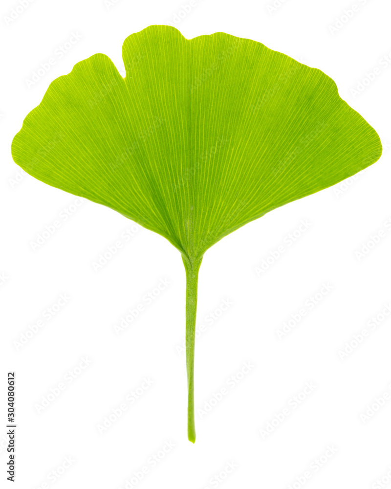Fototapeta premium Single fresh spring green leaf of gingko (Ginkgo biloba) isolated on white background