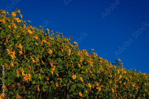 Tung Bua Tong, yellow Mexican sunflower field on mountain hill with blue sky, beautiful and famous tourist attractive landscape on November of Doi Mae U Kho, Khun Yuam, Mae Hong Son, Thailand