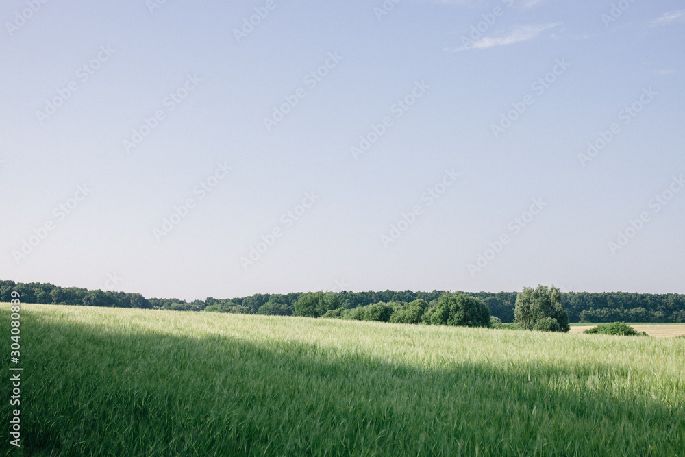 landscape with green field and blue sky in the summer