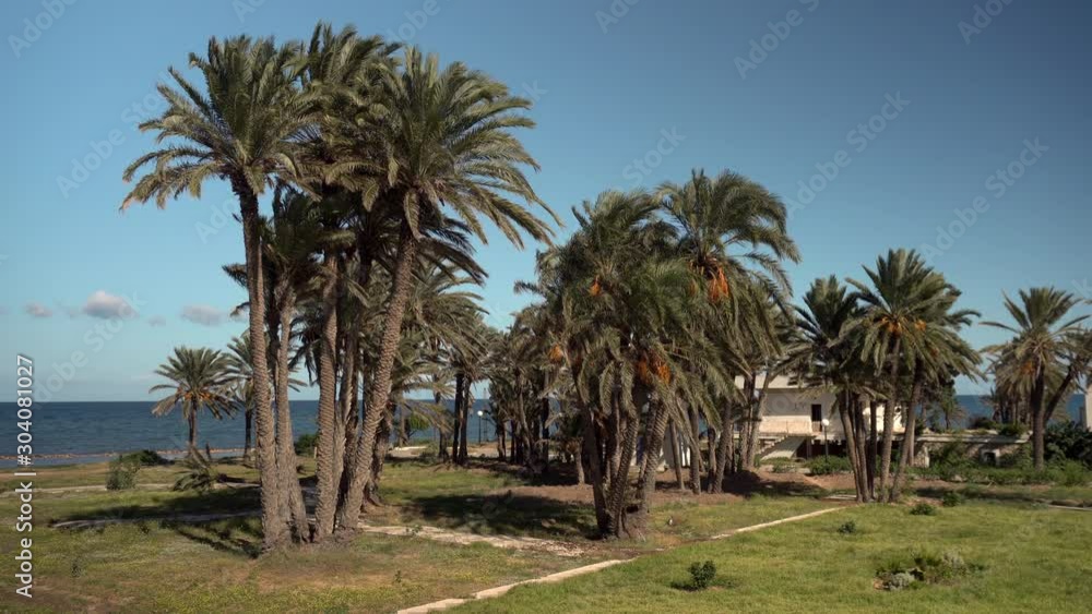 Glade of tall palm trees. The wind shakes the leaves of the trees. Palm trees against the blue sea Glade of tall palm trees. The wind shakes the leaves of the trees. Palm trees against the blue sea